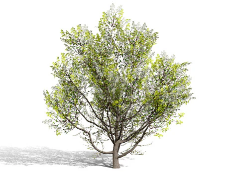 North American Cottonwood Collection 3D Model