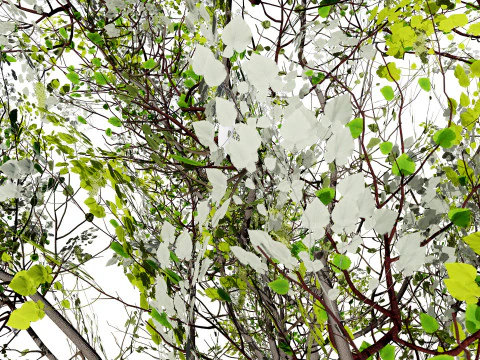 North American Cottonwood Collection 3D Model