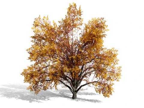 North American Cottonwood Collection 3D Model