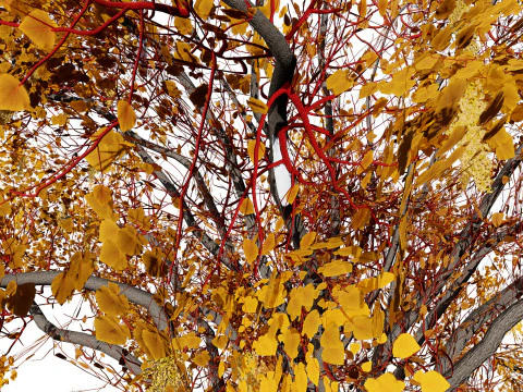 North American Cottonwood Collection 3D Model
