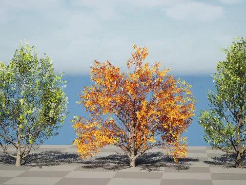 North American Cottonwood Collection 3D Model