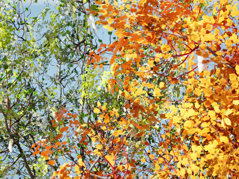 North American Cottonwood Collection 3D Model