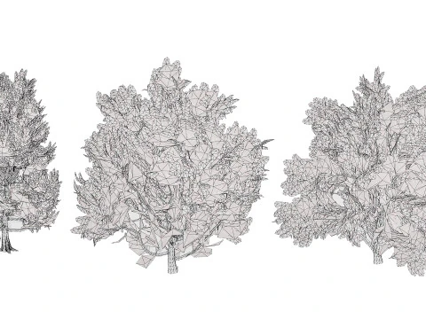 North American Cottonwood Collection 3D Model