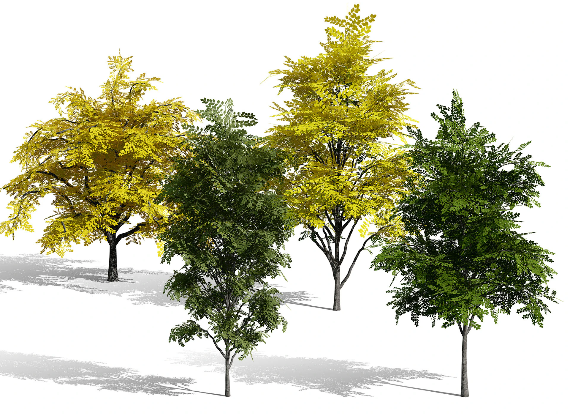 North American Kentucky Coffeetree Collection 3D Model .c4d .max .obj .3ds .fbx .stl .blend 