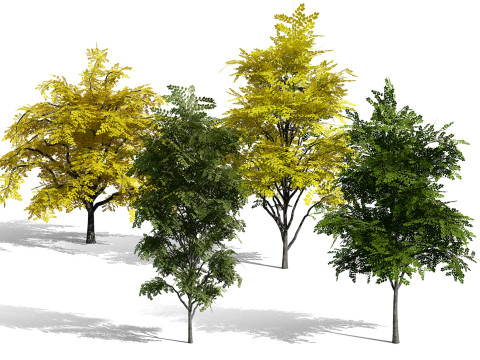 North American Kentucky Coffeetree Collection 3D Model