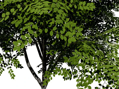 North American Kentucky Coffeetree Collection 3D Model