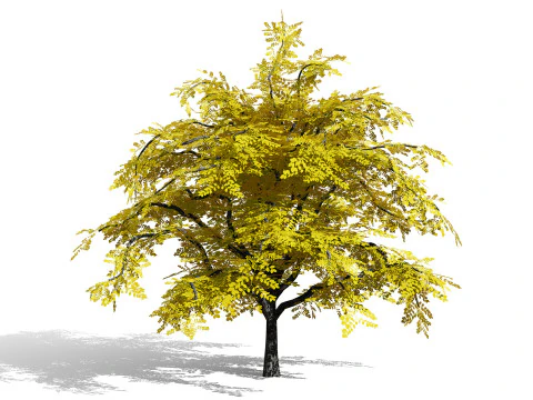 North American Kentucky Coffeetree Collection 3D Model