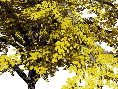 North American Kentucky Coffeetree Collection 3D Model