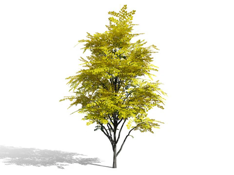 North American Kentucky Coffeetree Collection 3D Model