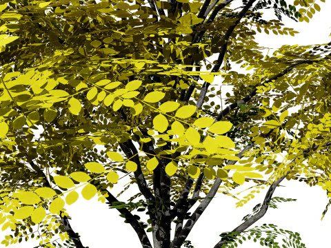 North American Kentucky Coffeetree Collection 3D Model
