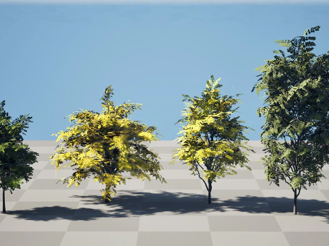 North American Kentucky Coffeetree Collection 3D Model