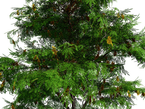 North American Honey Locust Tree 3D Model