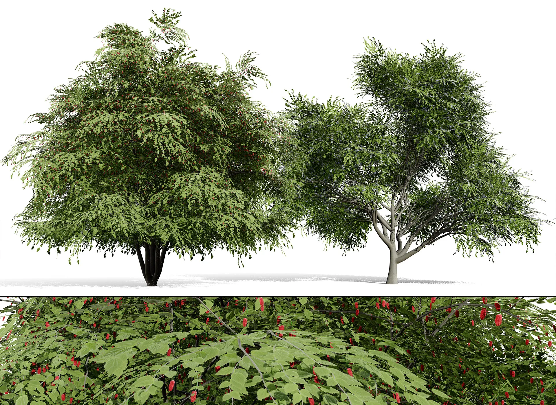 North American True Berries Aggregate Fruits 3D Model .c4d .max .obj .3ds .fbx .stl .blend 