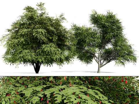 Nordamerikanische Echte Beeren, Sammelfr&uuml;chte 3D Modell