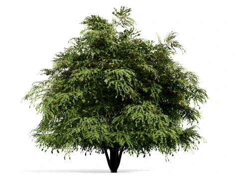 North American True Berries Aggregate Fruits 3D Model