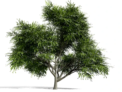 North American True Berries Aggregate Fruits 3D Model