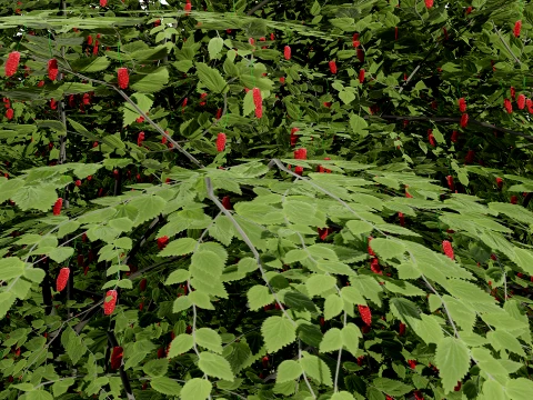 North American True Berries Aggregate Fruits 3D Model