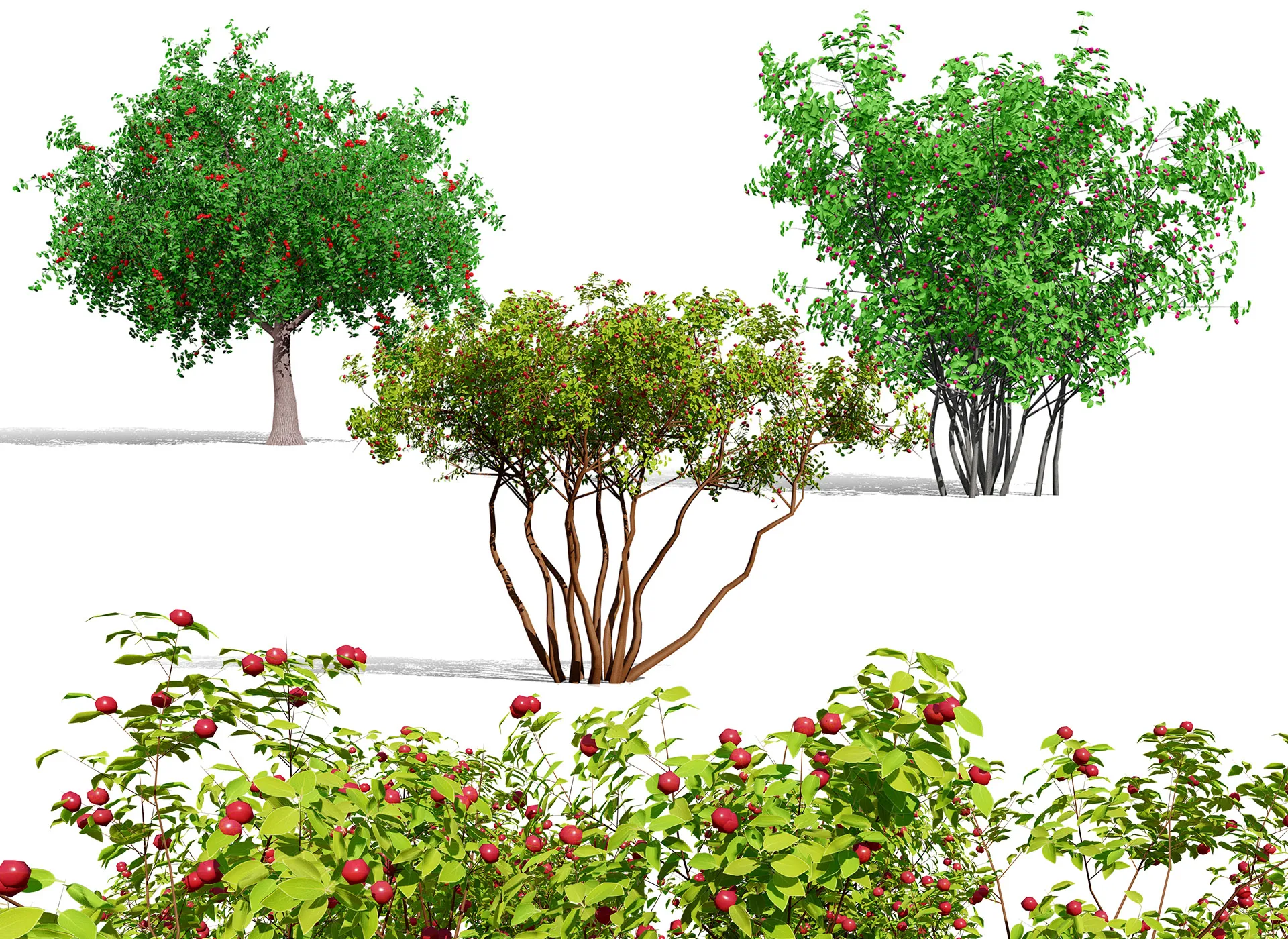 North American Pome Fruit Trees 3D Model .c4d .max .obj .3ds .fbx .stl .blend