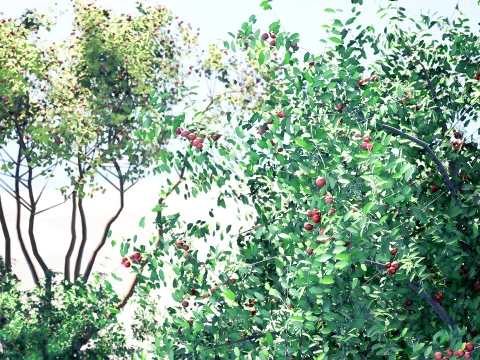 North American Pome Fruit Trees 3D Model