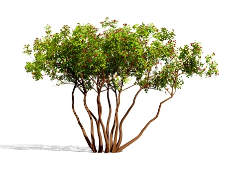North American Pome Fruit Trees 3D Model