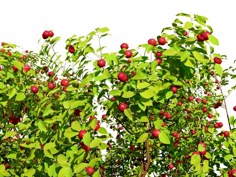 North American Pome Fruit Trees 3D Model