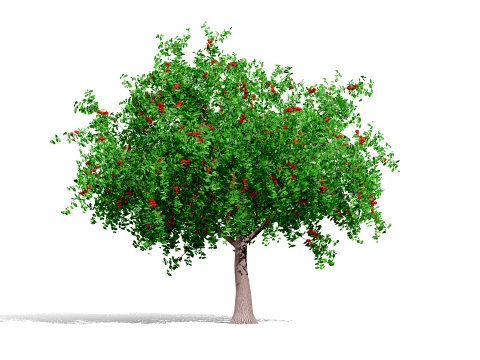 North American Pome Fruit Trees 3D Model