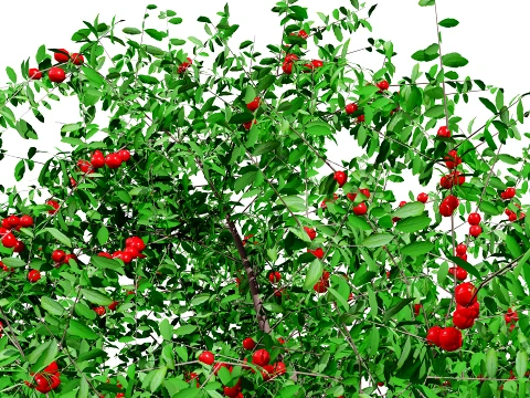 North American Pome Fruit Trees 3D Model