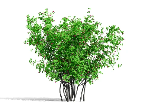 North American Pome Fruit Trees 3D Model