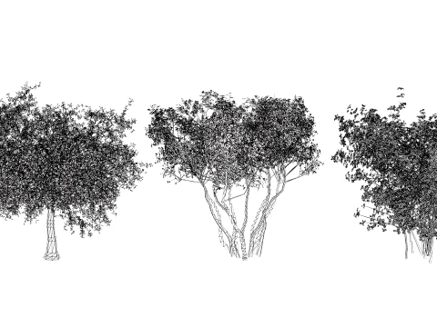 North American Pome Fruit Trees 3D Model