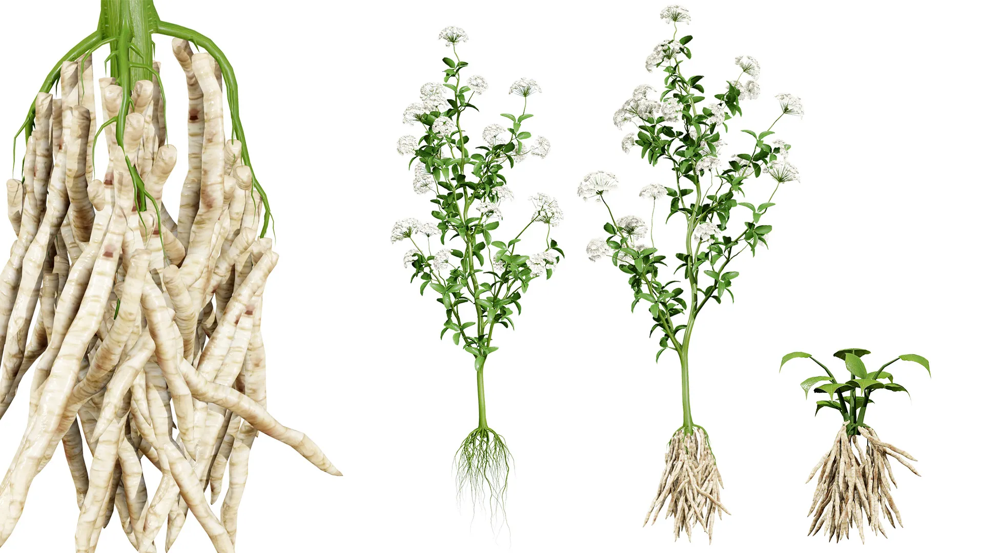 Skirret Sium sisarum vegetables 3D Model .c4d .max .obj .3ds .fbx .stl .blend 