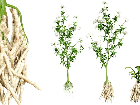 Skirret Sium sisarum Gem&uuml;se 3D Modell