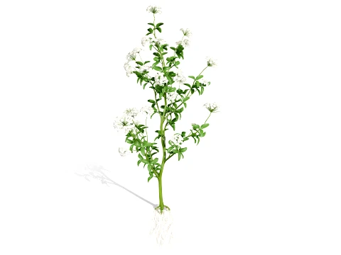 Skirret Sium sisarum vegetables 3D Model