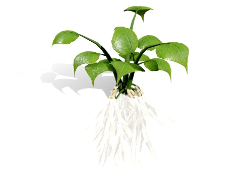 Skirret Sium sisarum vegetables 3D Model