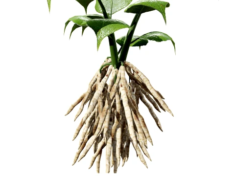 Skirret Sium sisarum vegetables 3D Model