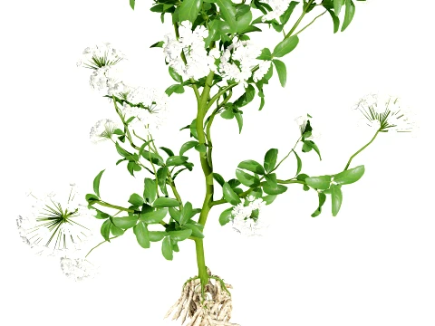 Skirret Sium sisarum vegetables 3D Model