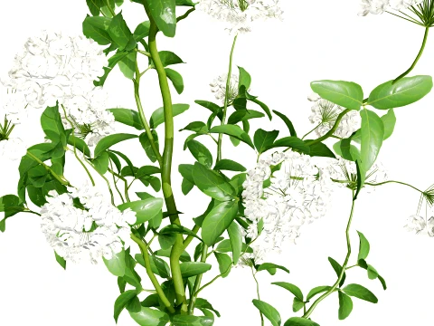 Skirret Sium sisarum vegetables 3D Model