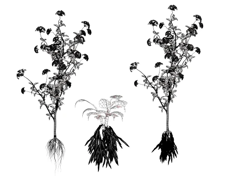 Skirret Sium sisarum vegetables 3D Model
