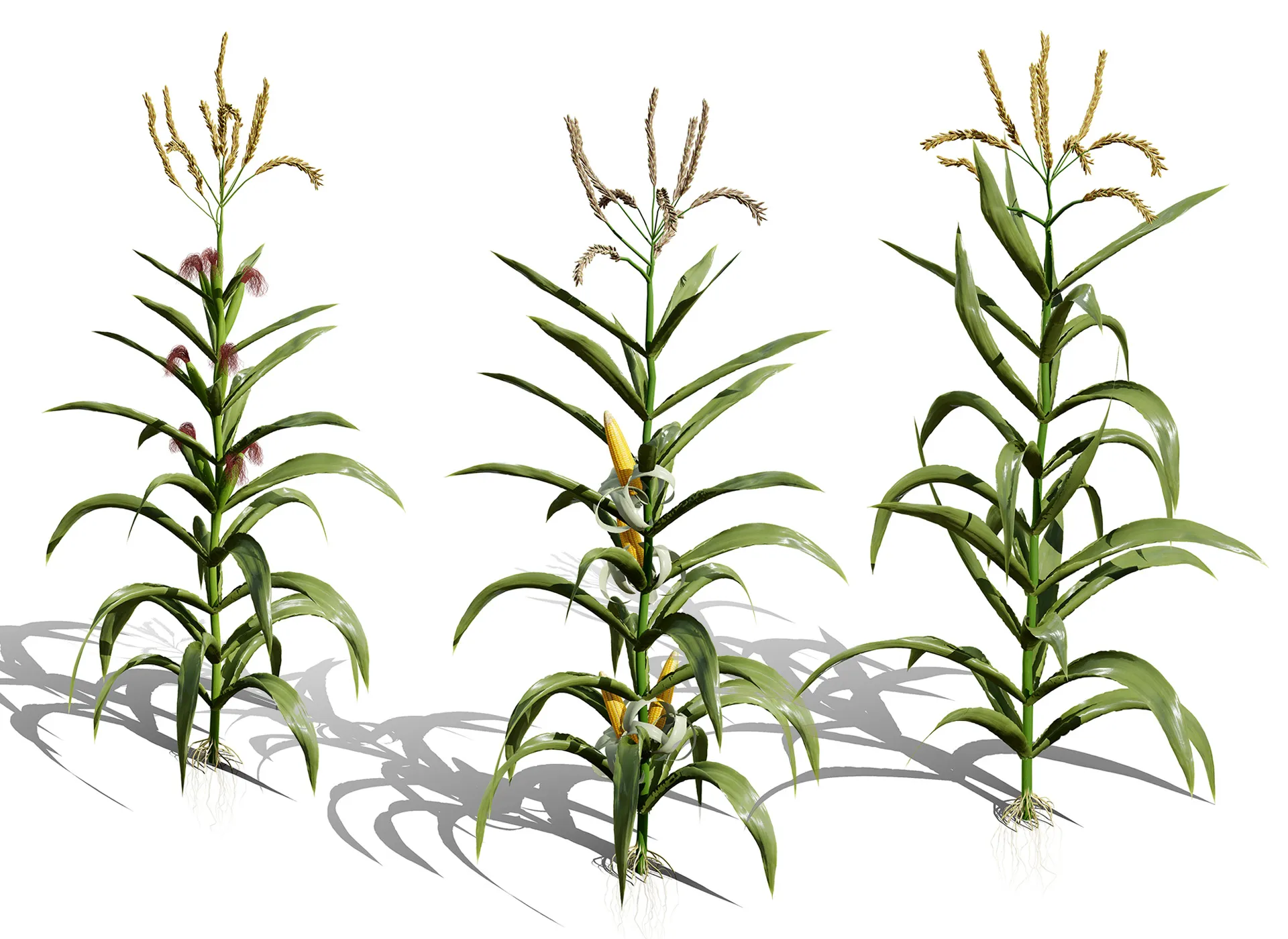 North American Corn plants 3D Model .c4d .max .obj .3ds .fbx .stl .blend