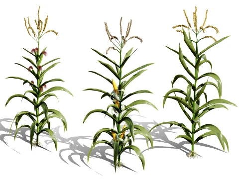 North American Corn plants 3D Model