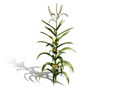 North American Corn plants 3D Model
