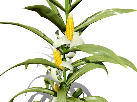 North American Corn plants 3D Model
