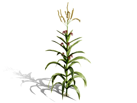 North American Corn plants 3D Model