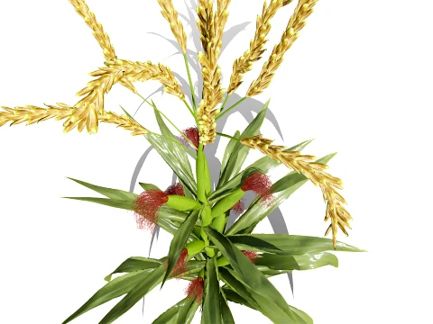 North American Corn plants 3D Model