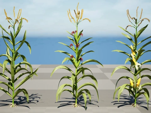 North American Corn plants 3D Model