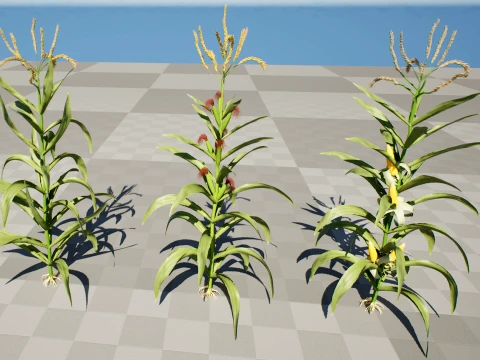 North American Corn plants 3D Model