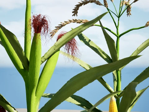 North American Corn plants 3D Model