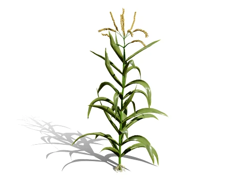 North American Corn plants 3D Model