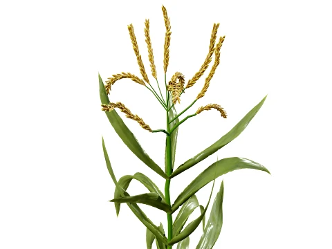 North American Corn plants 3D Model