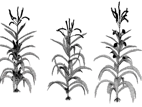 North American Corn plants 3D Model