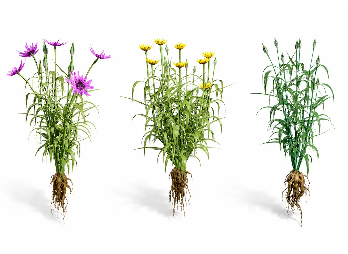 North Americn salsify vegetable plantfrom 3D Model .c4d .max .obj .3ds .fbx .stl .blend 